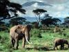 picture Wildlife Kilimanjaro