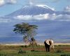Kilimanjaro plains