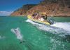 Dolphins at Kangaroo Island