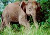 picture Borneo elephant Borneo Island
