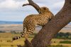 picture Cheetah Kenya