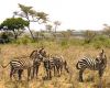 picture Zebra Kenya