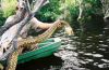 picture Amazon's fauna Manaus