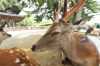 picture Deer in Nara Nara