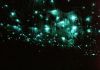 picture glowing worms Waitomo Caves