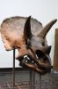 picture Amazing collection Senckenberg Museum of Natural History