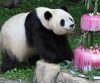 picture Panda bears National Zoological Park
