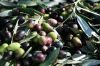 picture Olives -what Chianti is famous for Greve in Chianti