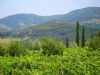 Greve in Chianti landscape