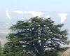 We see a cedar which is the symbol of Lebanon