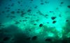 picture Underwater spectacle Pileh Lagoon