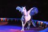 picture A beautiful white horse The Great Moscow Circus- the best attraction in the world