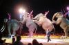 picture Big and beautiful elephants The Circus Krone-one of the largest circuses in Europe