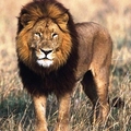 Lions-large cats
