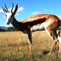 Springbok-strange animal