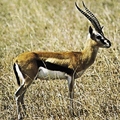 Thomson's Gazelle-graceful runner