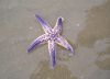 Purple Seastar