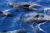 picture Whales swimming Acantilados de Los Gigantes 