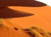 picture Crossing the dune Namibia