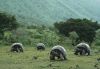 picture Isabela tortoises The Galapagos Islands