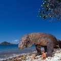 The Komodo Island