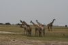 picture Giraffes  Chobe National Park, Botswana