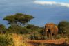 Protected African savanna