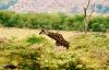 picture Giraffe Ngorongoro  Conservation Area, Tanzania