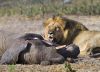 picture Lion eating elephant   Hwange National Park, Zimbabwe
