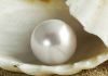 Amazing pearl in oyster