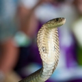 Image Snake Farm - The Best Places to Visit in Phuket, Thailand