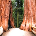 Sequoia National Park