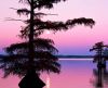 picture Wonderful place Reelfoot Lake