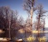 picture Picturesque view Reelfoot Lake