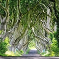 Image The Dark Hedges, Ireland - Top 10 places to visit for introverted people