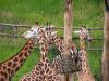 Giraffes at Prague Zoo