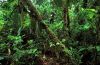 picture Borneo Rainforest Malaysia